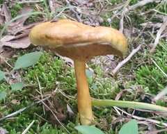 Suillus americanus