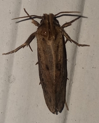 Acrolophus popeanella