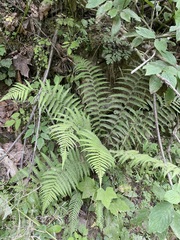 Dryopteris filix-mas