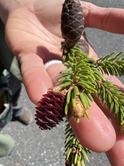 Picea mariana