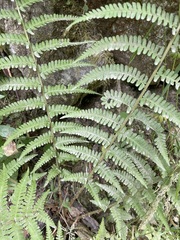 Dryopteris filix-mas