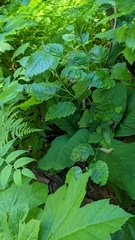 Acalitus brevitarsus