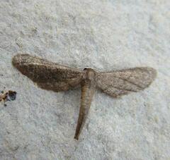 Protoproutia laredoata