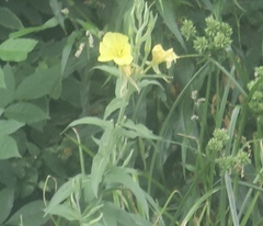 Oenothera elata