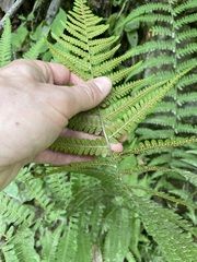Dryopteris filix-mas