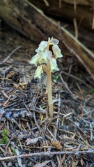 Monotropa hypopitys