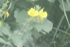 Oenothera elata