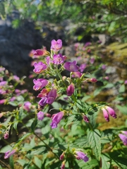 Nothochelone nemorosa