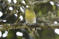 Vireo flavifrons