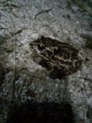 Strauchbufo raddei