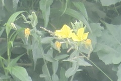 Oenothera elata