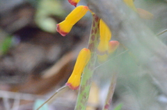 Lachenalia bulbifera