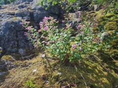 Nothochelone nemorosa