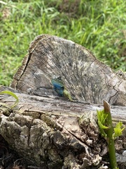 Sceloporus malachiticus