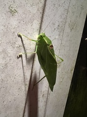 Microcentrum retinerve