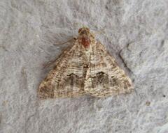 Frederickia s-signata