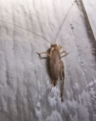 Hapithus saltator