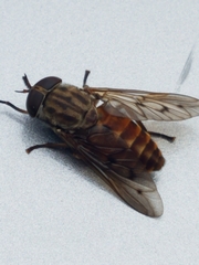 Tabanus sulcifrons