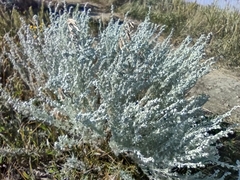 Artemisia frigida