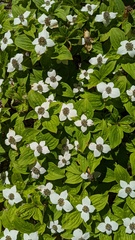 Cornus unalaschkensis