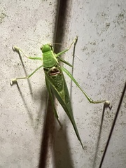 Microcentrum retinerve