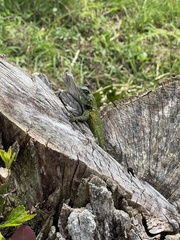Sceloporus malachiticus