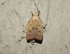 Machimia tentoriferella