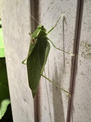 Microcentrum retinerve