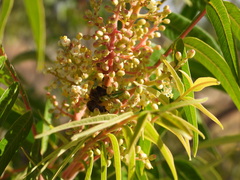 Rhus lanceolata