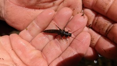 Plecoptera
