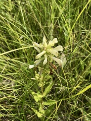 Pedicularis lanceolata