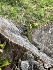 Sceloporus malachiticus