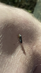 Homalodisca vitripennis