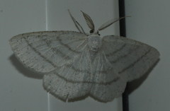 Cabera pusaria