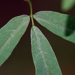 Glycine clandestina