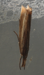Agriphila straminella