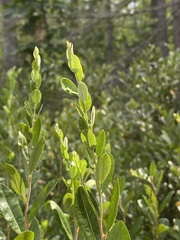 Chamaedaphne calyculata