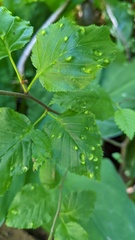 Acalitus brevitarsus