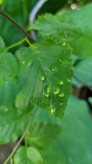 Acalitus brevitarsus