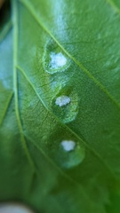 Acalitus brevitarsus