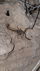 Paravaejovis confusus