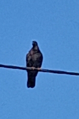 Columba livia domestica