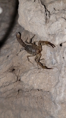 Paravaejovis confusus