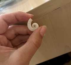 Spirula spirula