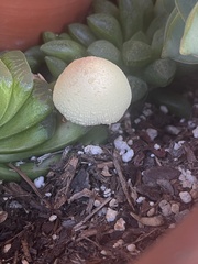 Leucocoprinus birnbaumii