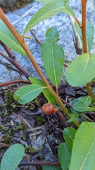 Salix scouleriana