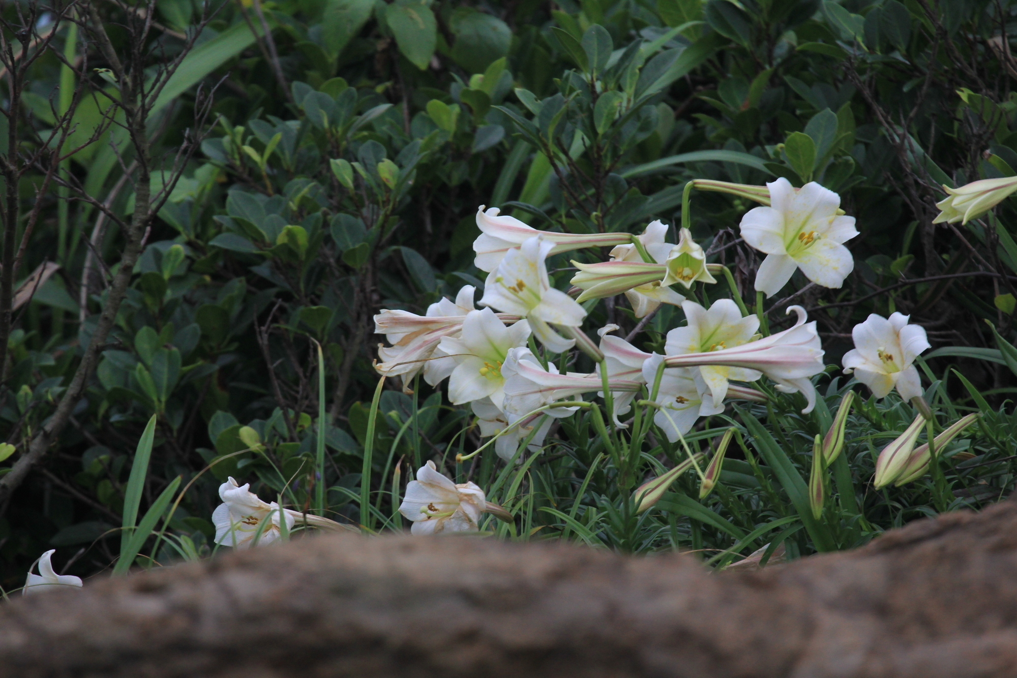 Formosa Lily (Lilium formosanum) · iNaturalist
