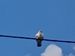 Columba livia domestica