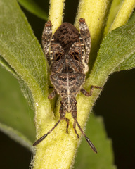 Merocoris distinctus