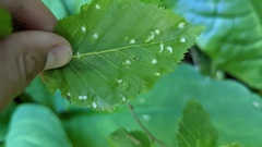 Acalitus brevitarsus